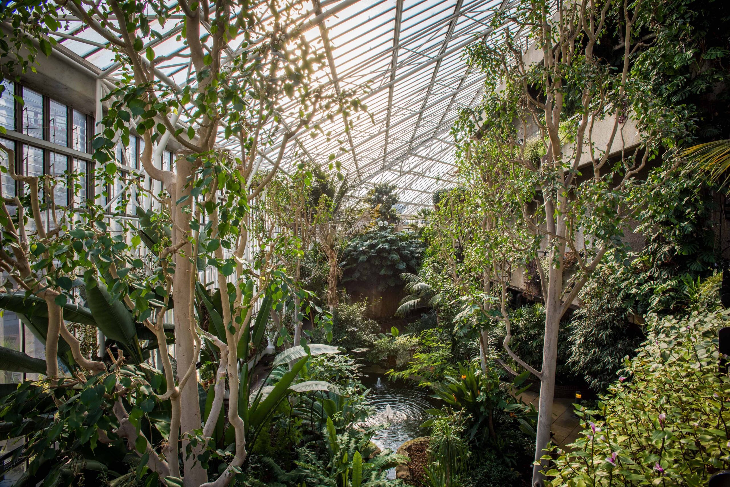 Barbican Conservatory - a view of an urban jungle with a glass ceiling