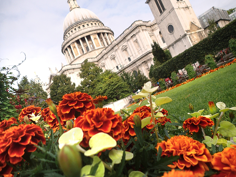 close-up of orange and red flowers with grass and st paul's cathedral behind