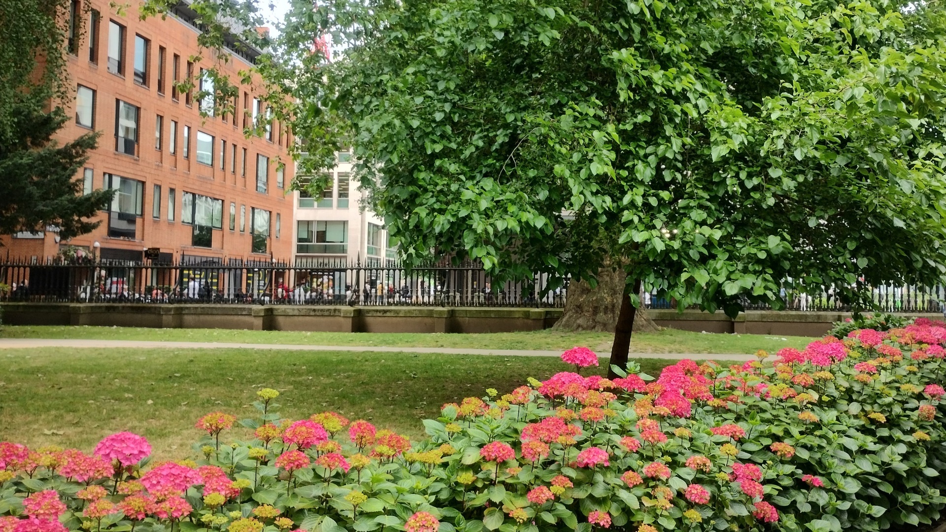 Area of St Paul's Churchyard Garden with pink flowers, green trees and grass.